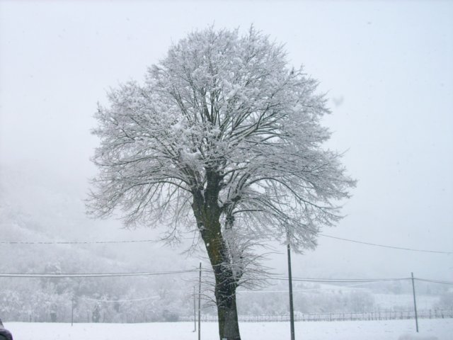 nevicata14dicembre2009.jpg