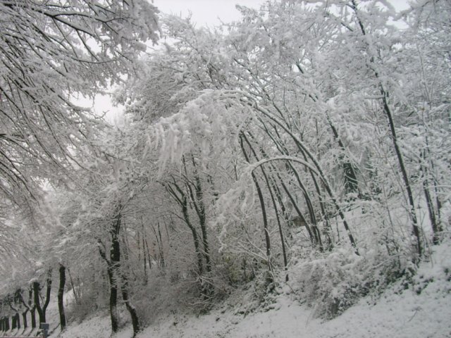 nevicata14dicembre20099.jpg